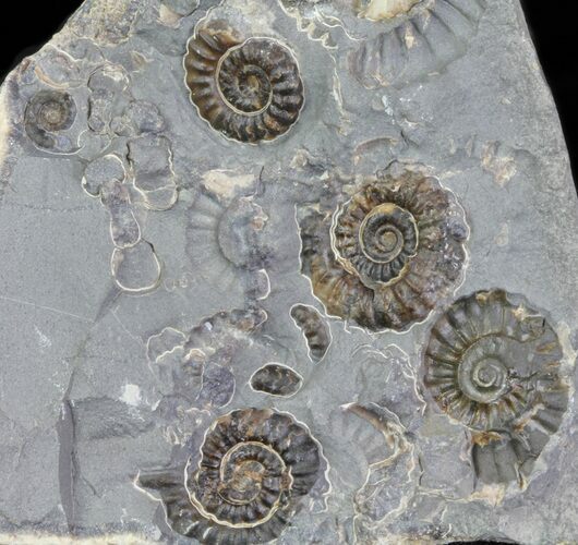 Ammonite Fossil Slab - Marston Magna Marble #63503